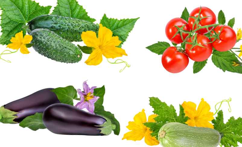 Calendrier des plantations au potager mois par mois-Hydrogaia Home