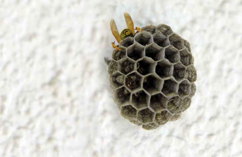 Comment enlever un nid de guêpes dans la maison en sécurité ?-Hydrogaia Home