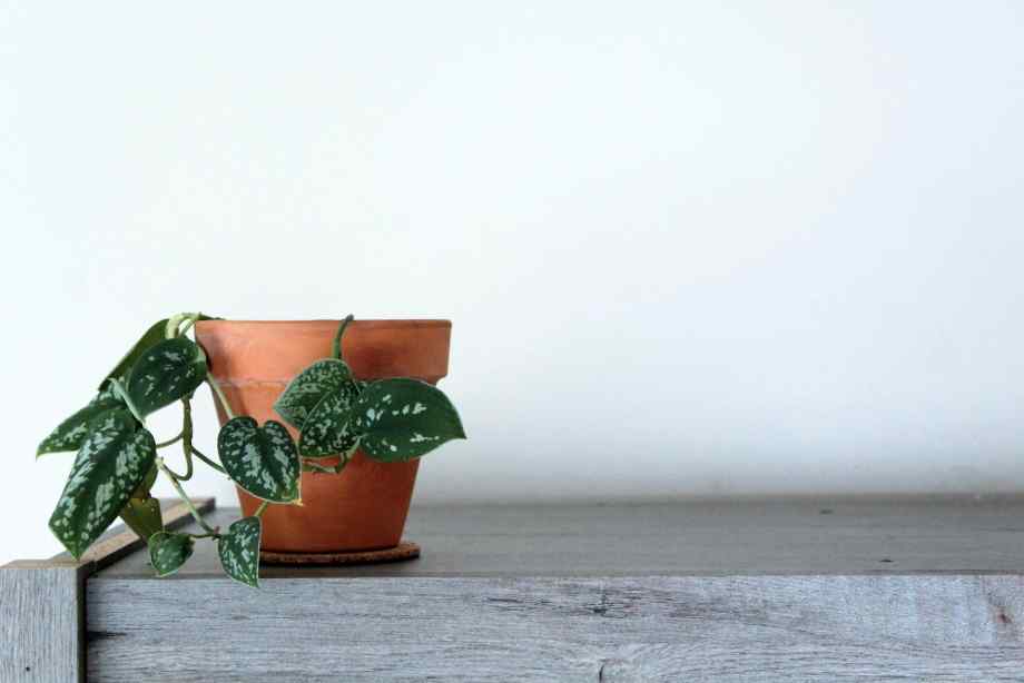 Hoya carnosa, la valeur sûre des foyers avec animaux-Hydrogaia Home