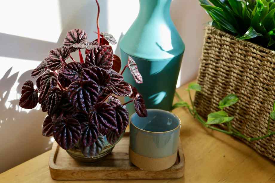 Miser sur le peperomia et le cissus pour un intérieur apaisé-Hydrogaia Home