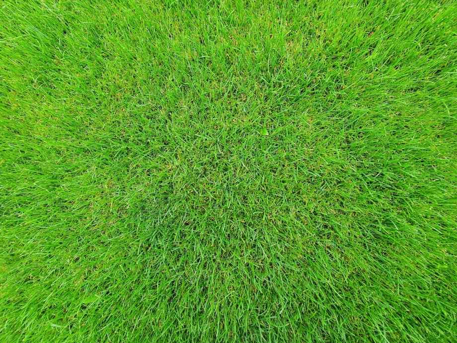 Quand semer la pelouse avec la lune pour une belle pousse ?-Hydrogaia Home