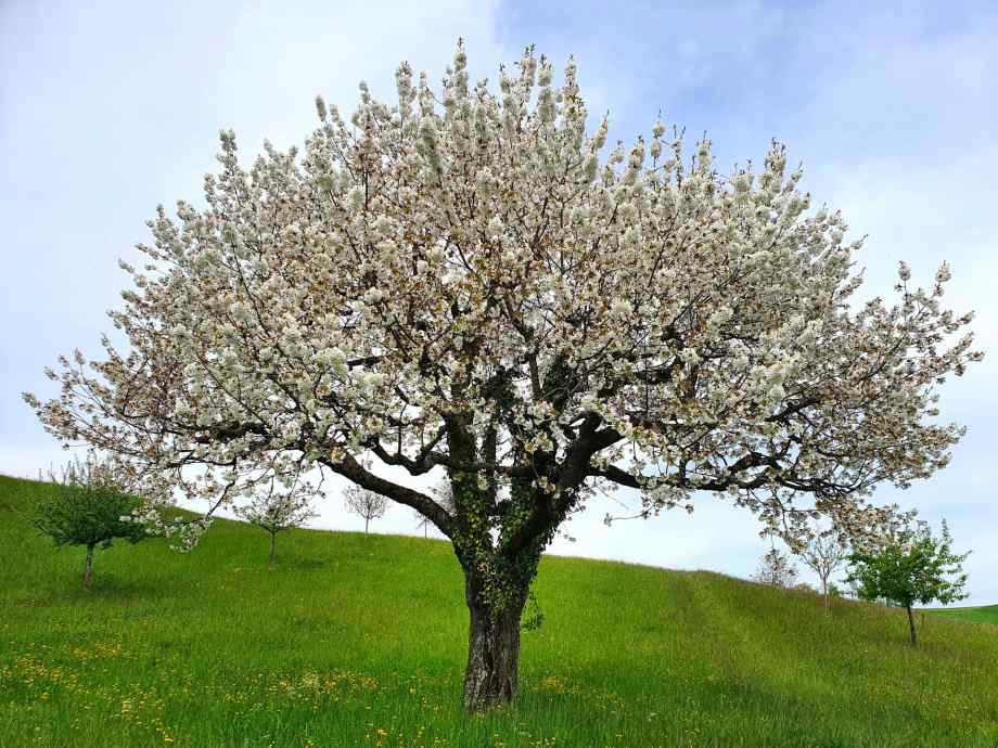 Arbre à croissance rapide pour petit jardin : 12 variétés à découvrir-Hydrogaia Home